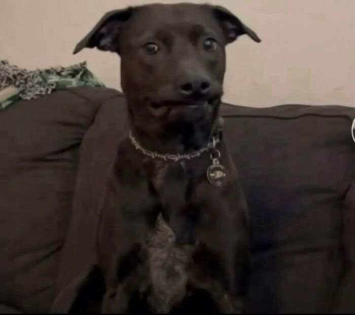 Wait, These Pets Went Full Chaos Mode And We're Here For It