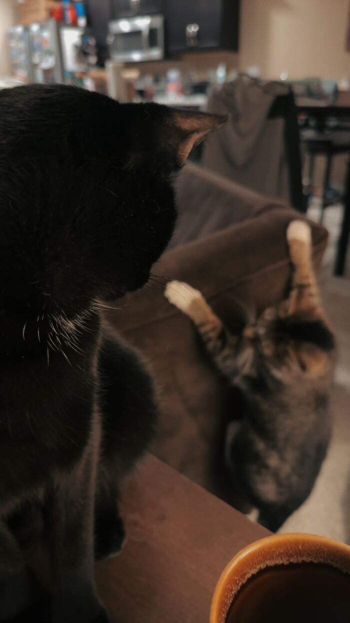 Wait, These Pets Went Full Chaos Mode And We're Here For It