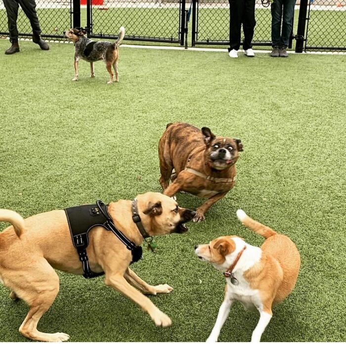 Wait, These Pets Went Full Chaos Mode And We're Here For It