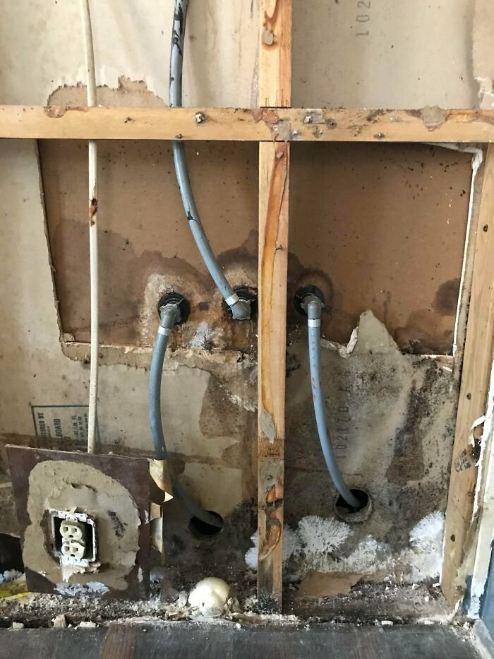 Small Mold Spot That Turned Into a Big Nightmare