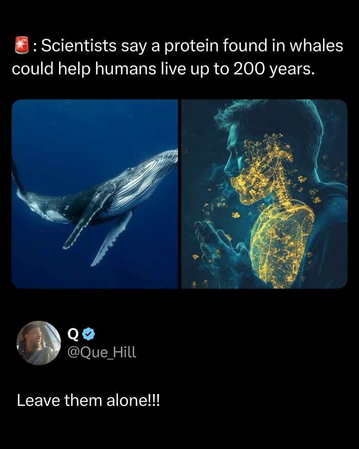 Wait, They Actually Ranked These Memes? Here Are 109 That Will Totally Distract You