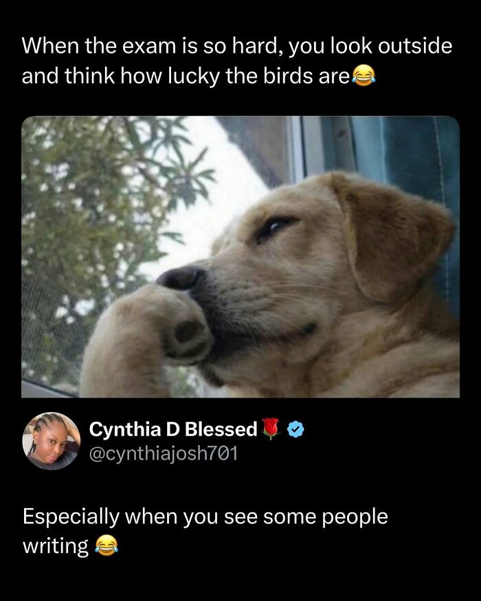 Wait, They Actually Ranked These Memes? Here Are 109 That Will Totally Distract You