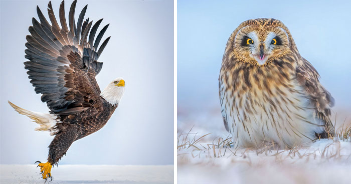 33 Crazy Cool Bird Close-Ups That Will Totally Make You Do a Double Take