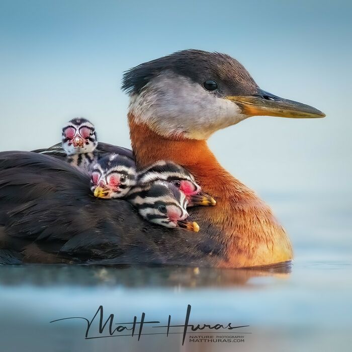 Momma Red-Necked Grebe Showing Off Her Babies