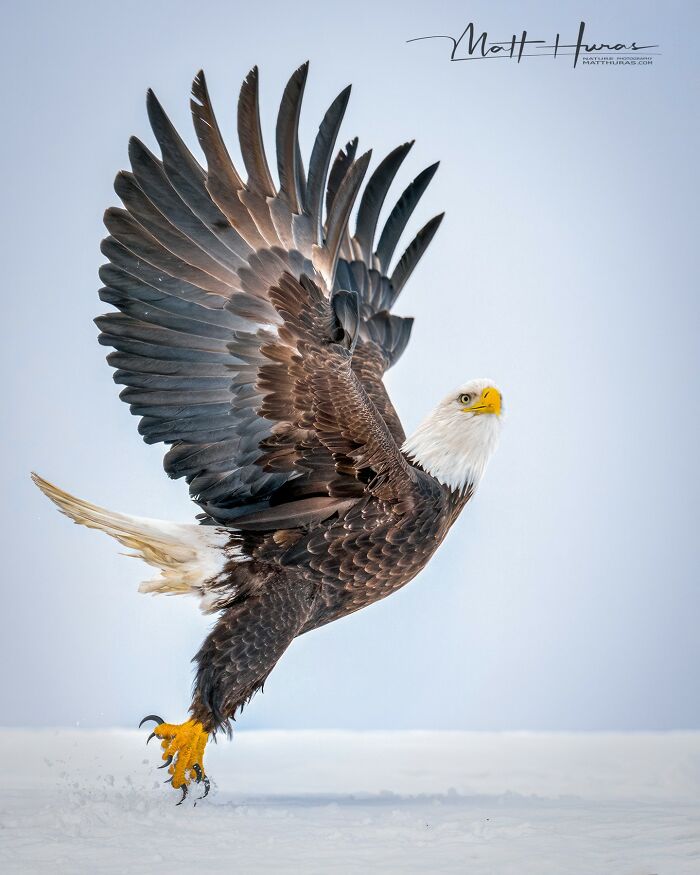The Bald Eagle That’s Basically the Boss