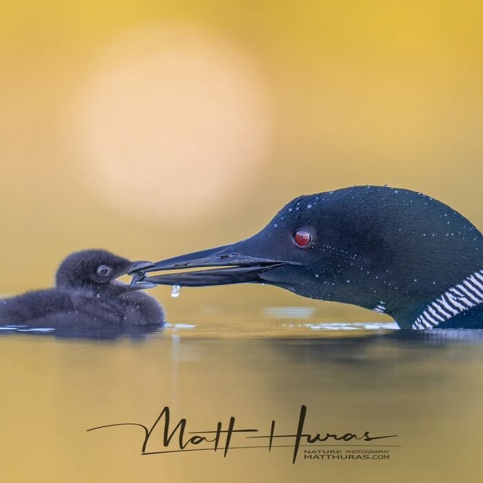 Common Loon Feeding Its Adorable Baby