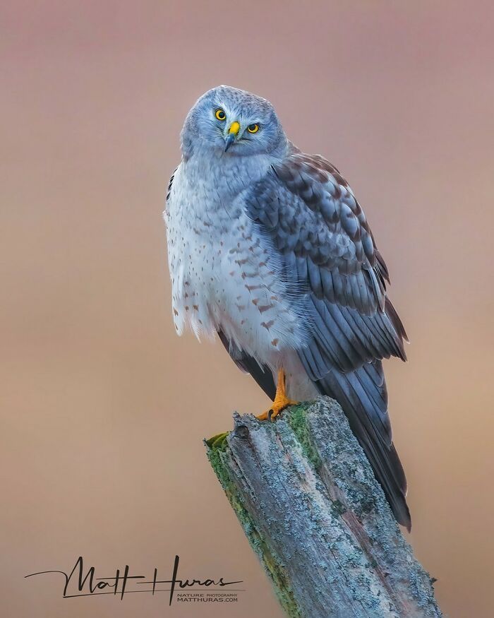 Northern Harrier’s Intense Side-Eye