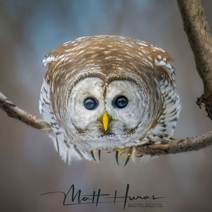 Barred Owl on the Hunt (Watch Out!)