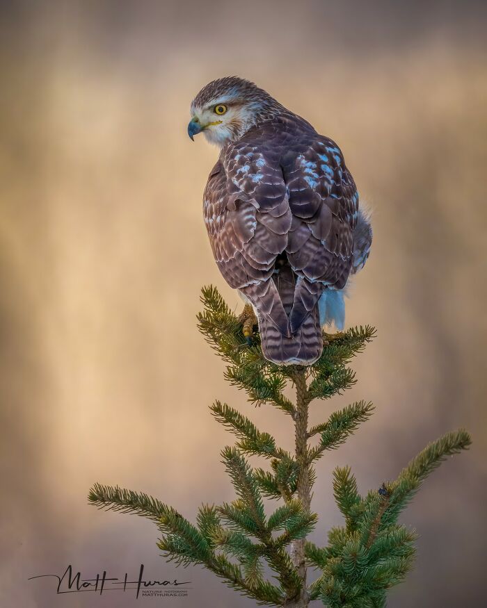 Red-Tailed Hawk’s Majestic Pose
