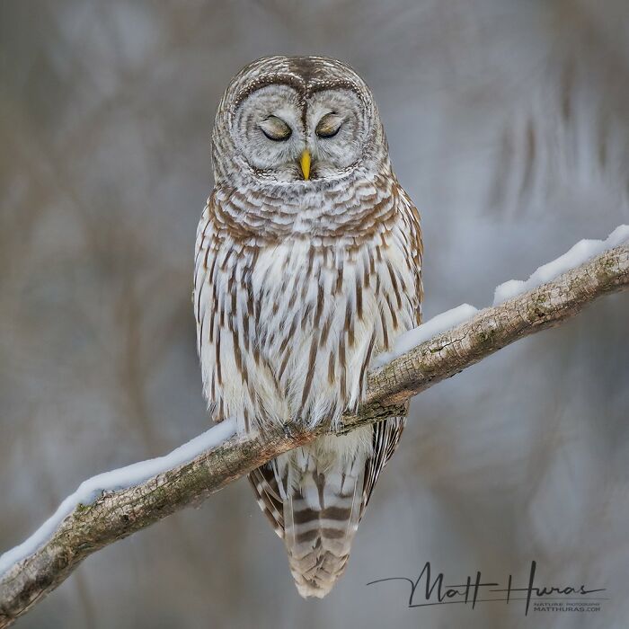 Meditating Barred Owl or Just Taking a Power Nap?
