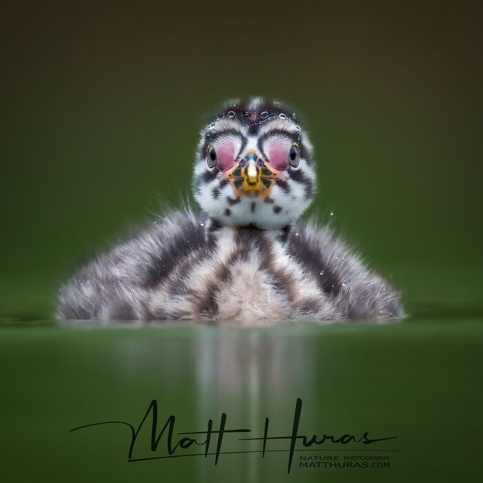 Too Cute! Baby Red-Necked Grebe Chillin’ Out