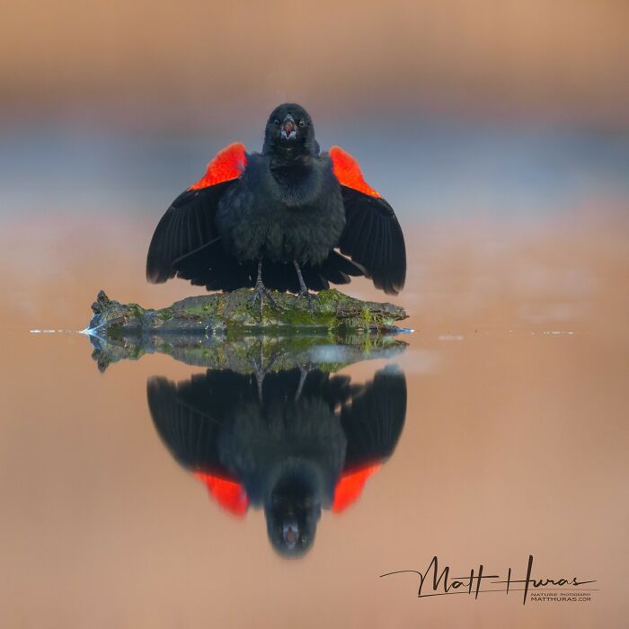 Red-Winged Blackbird Showing Off Its Style