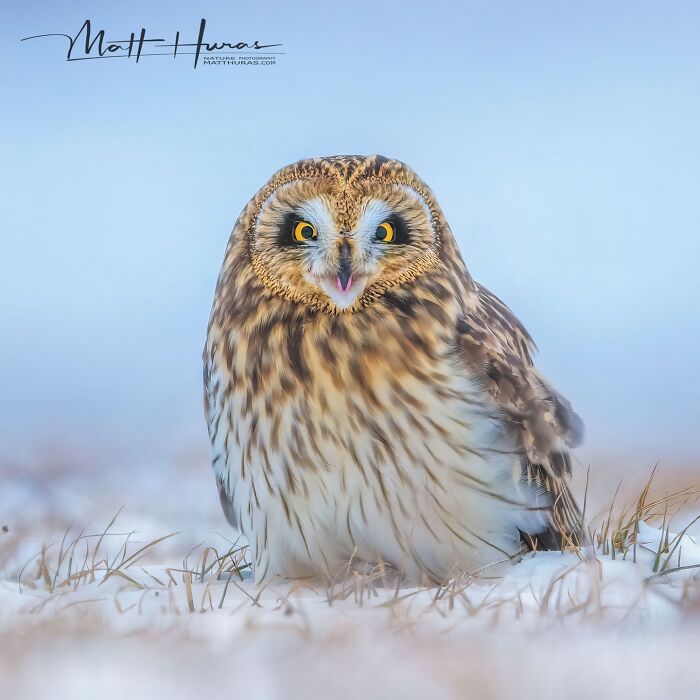 Short-Eared Owl’s Surprise Stare
