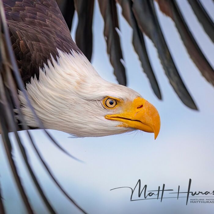 Bald Eagle Being Extra Majestic
