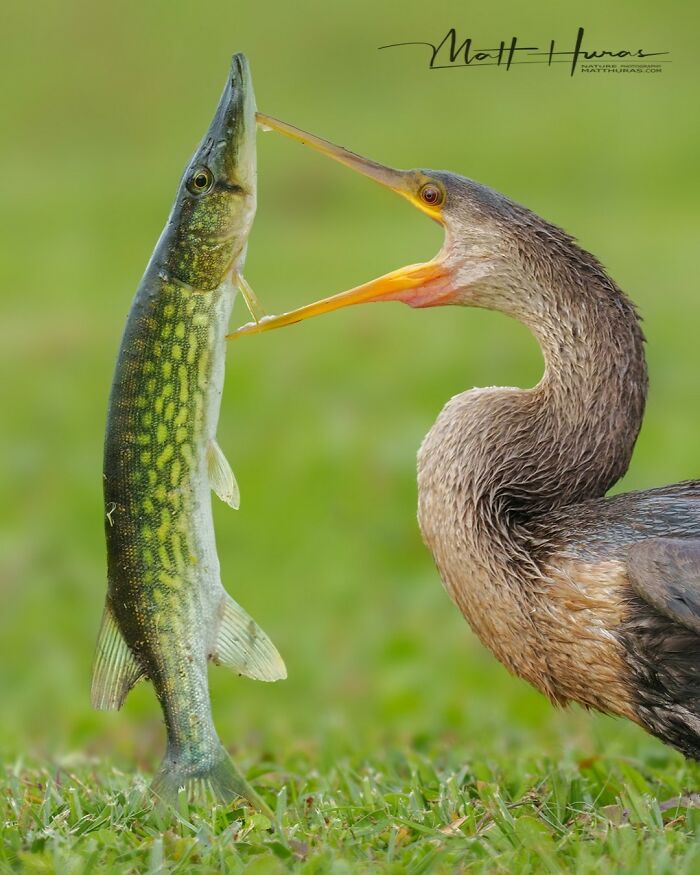 Anhinga Eyeing Its Fishy Dinner
