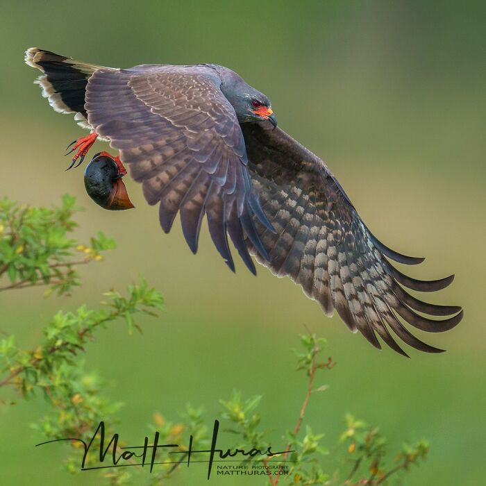 Snail Kite With a Proud Fresh Catch