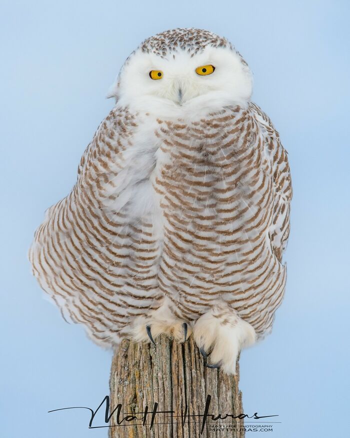 Snowy Owl Looking Like a Fluffy Winter Cloud