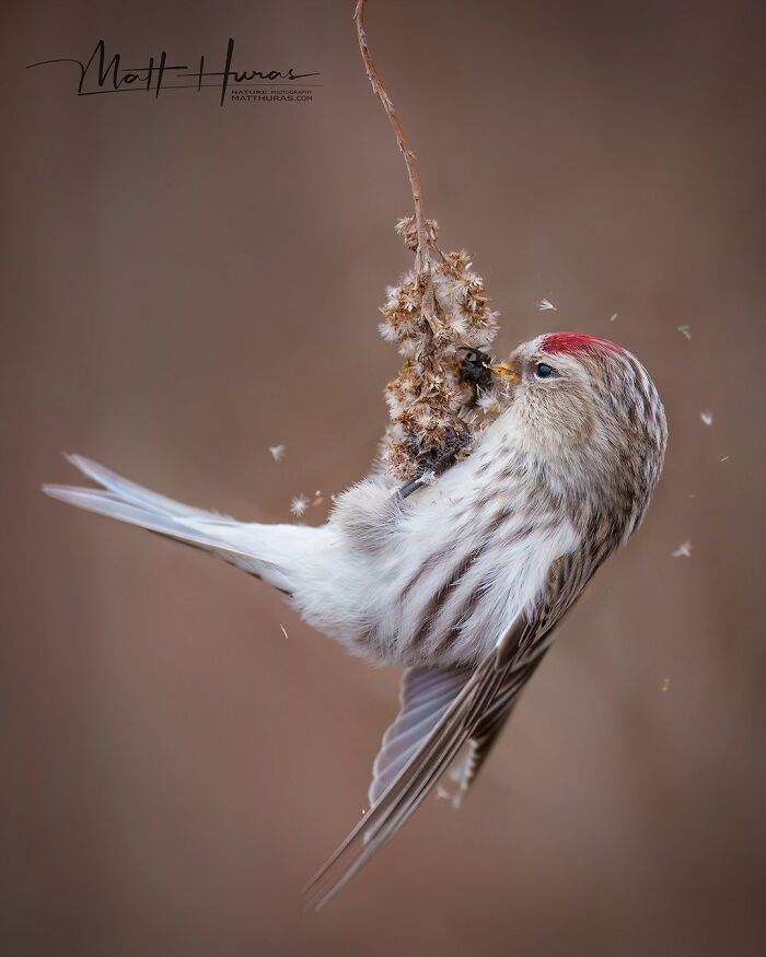 Hoary Redpoll Munching on Goldenrod