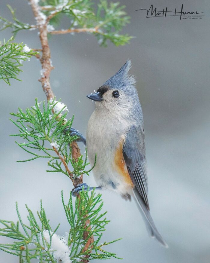Tufted Titmouse Rocking Its Quirky Hairdo