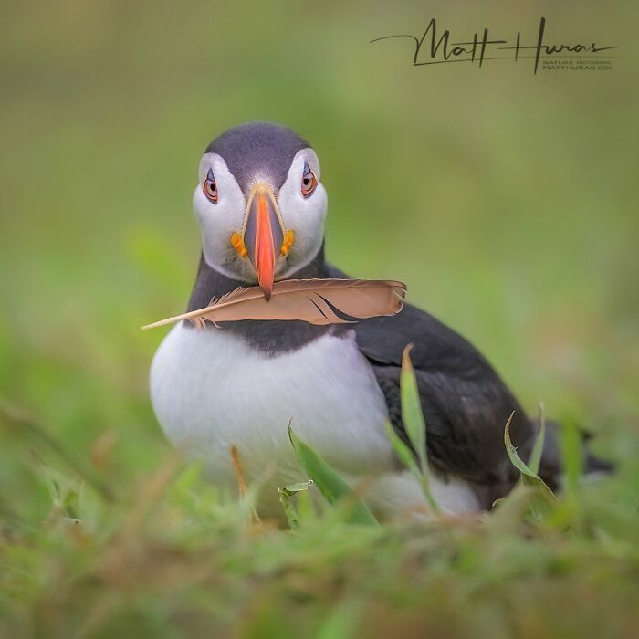 Atlantic Puffin on a Mission for Nesting Stuff