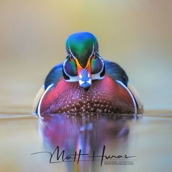 Male Wood Duck Looking Like a Feathered Fashion Icon