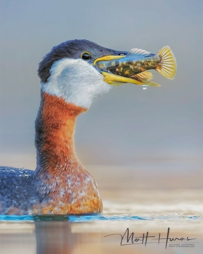 Red-Necked Grebe Snacking on an Invader