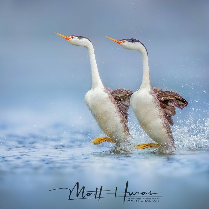 Clark's Grebes Doing Their Fancy Rushing Dance