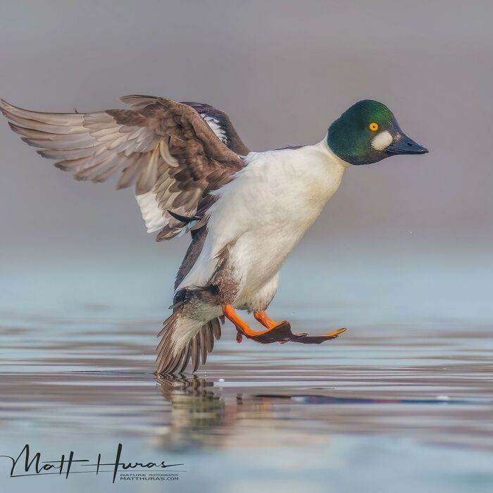 Common Goldeneye Making a Splashy Landing