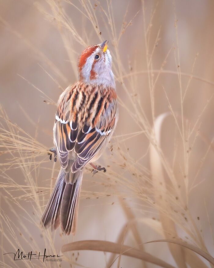 American Tree Sparrow Just Hanging Out