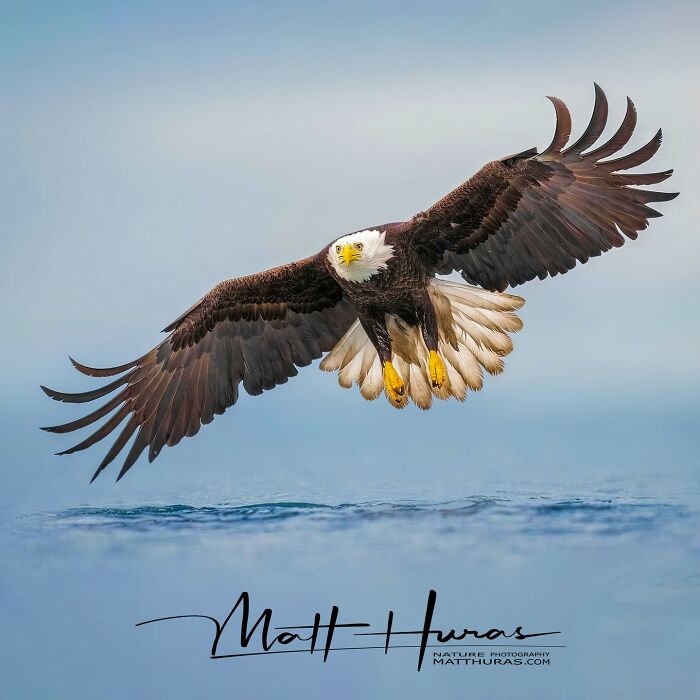 Another Bald Eagle Because Why Not?