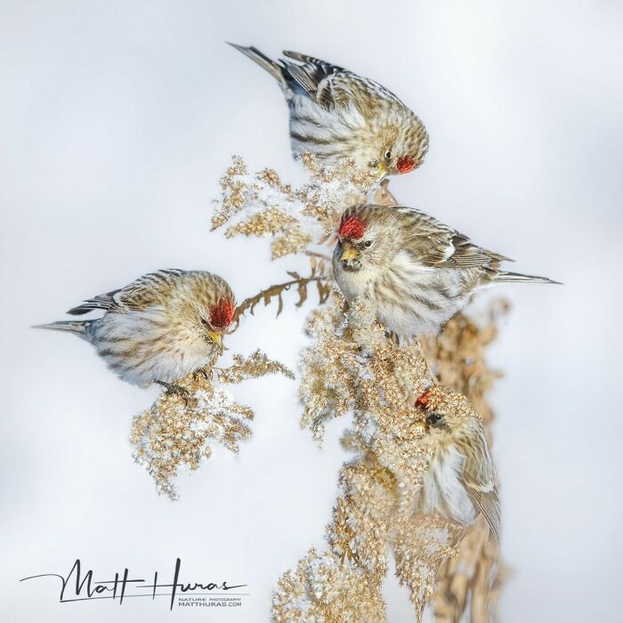 Redpolls Partying It Up on a Branch