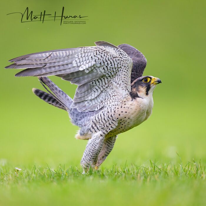 Peregrine Falcon Taking Off Like a Speed Demon