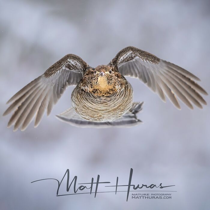 Ruffed Grouse Looking Like It’s in Charge