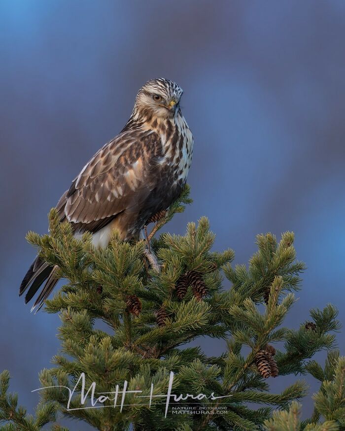 Rough-Legged Hawk Scoping Out Its Hunting Grounds