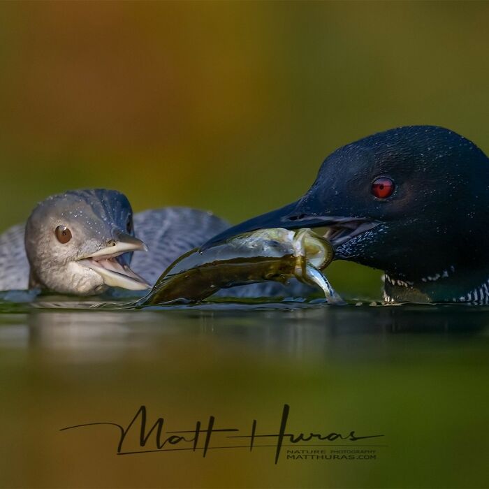 Adolescent Common Loon Being Treated to Bass Buffet