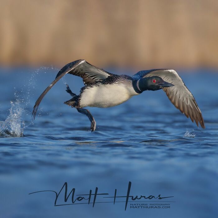 Common Loon Looking All Mysterious and Cool