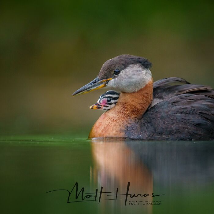 Red-Necked Grebe Striking a Serious Pose