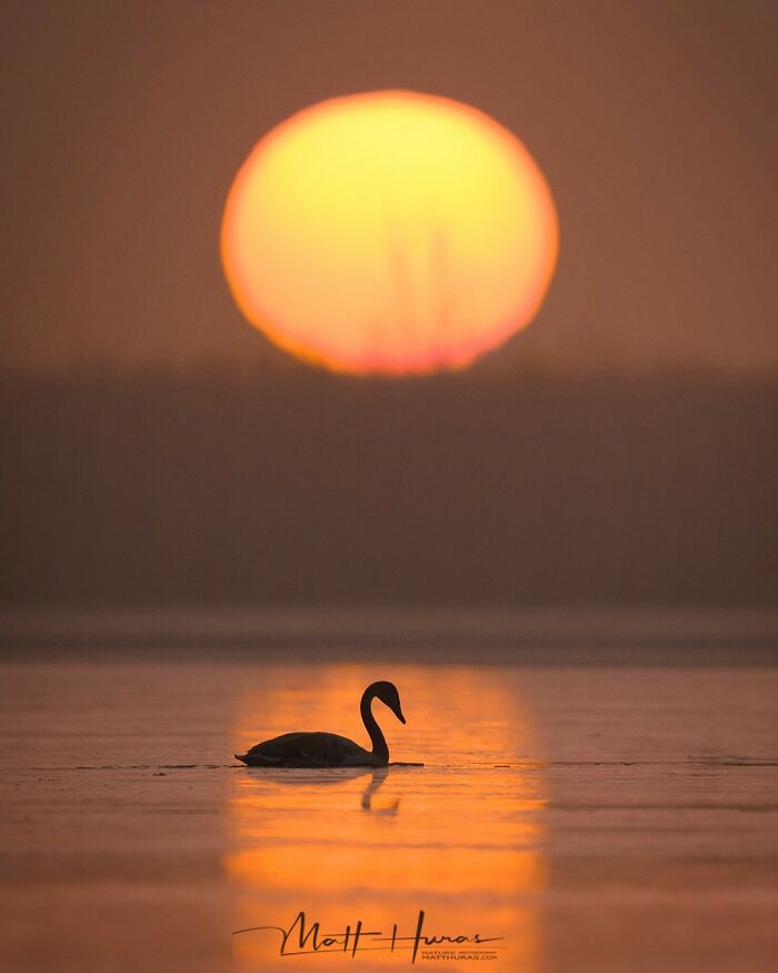 Swan Enjoying the Sunrise Like a Total Boss