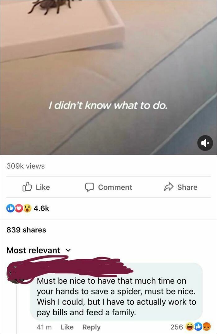 Tarantula Rehab Story Gets Weird Comments