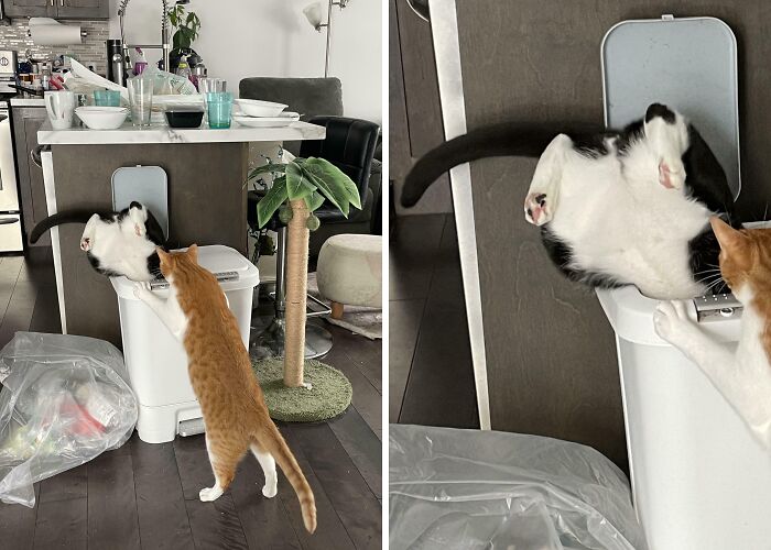 Smudge Took ‘Trash Diving’ Way Too Literally