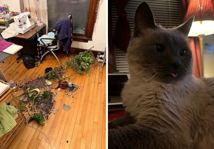 Crime Scene: The Plant Stand Revenge