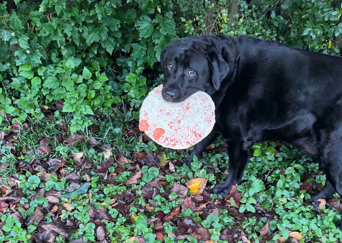 Frozen Pizza Night? More Like Frozen Pizza Fright