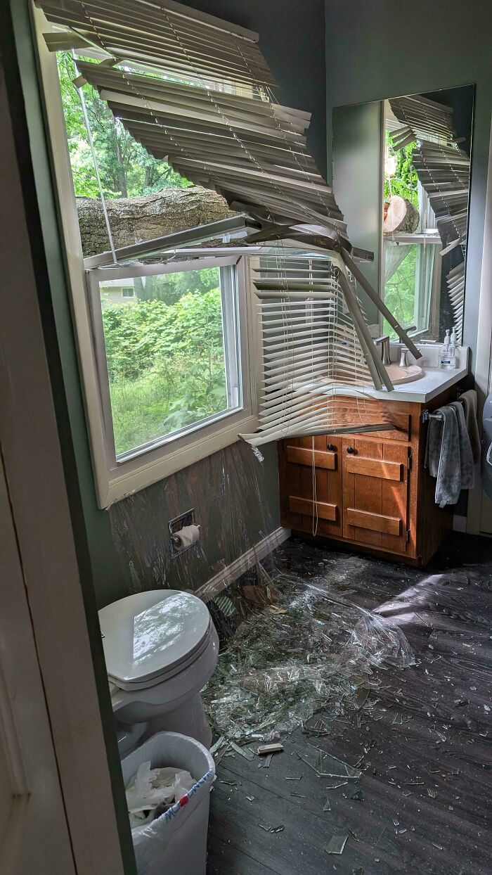 Tree Limb Cutting Gone Wild