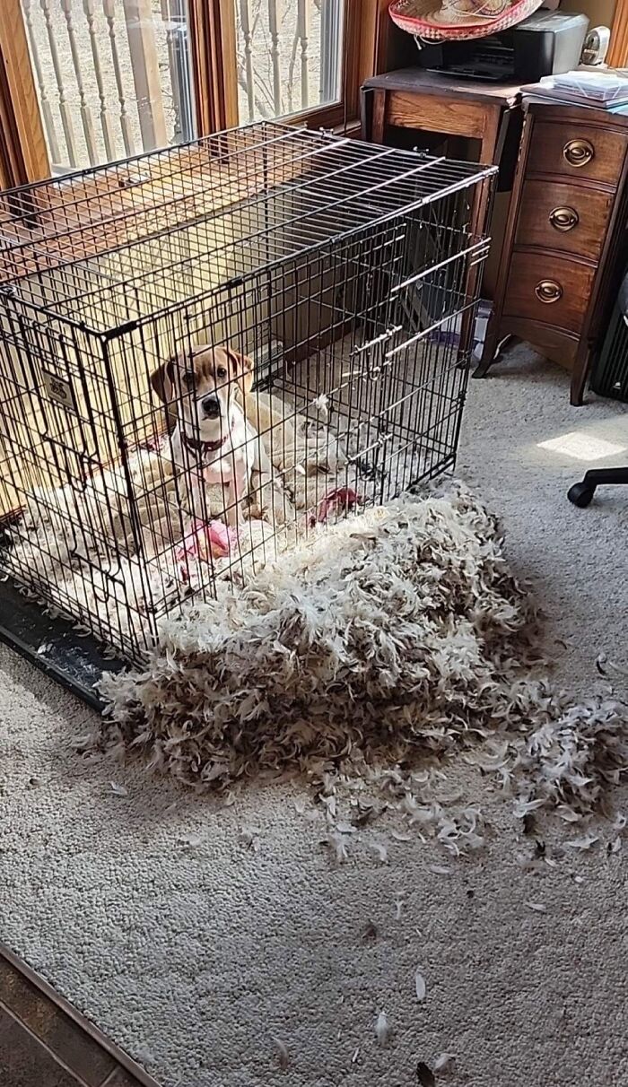 Leaving a Pillow on Top of the Pet Cage: What Could Possibly Go Wrong?