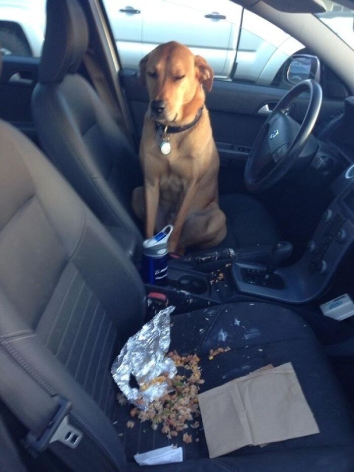 Dog Regretting That Whole Chipotle Burrito