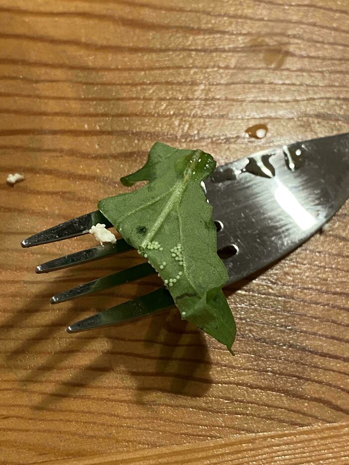 Ate Most of My Salad, Then Found This. Nope!