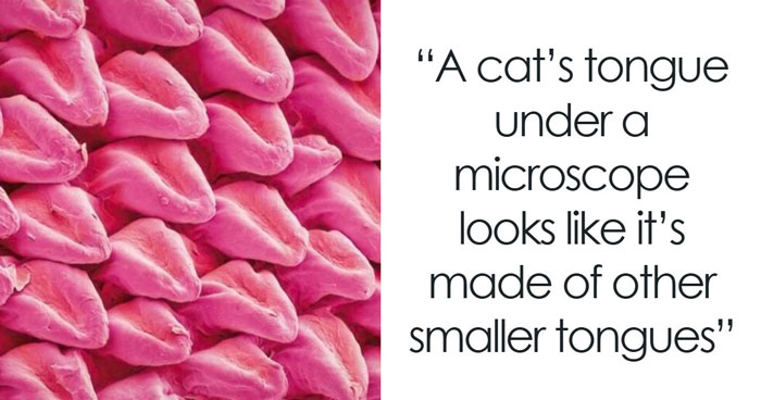 Whoa, These Crazy Close-Up Microscope Pics Will Blow Your Mind