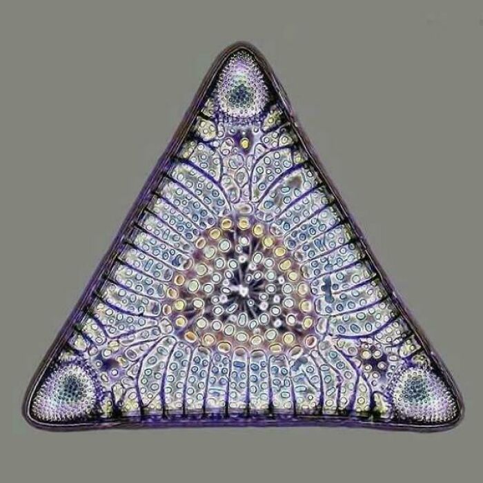 This 32-40 Million-Year-Old Diatom Skeleton Looks Like Alien Architecture