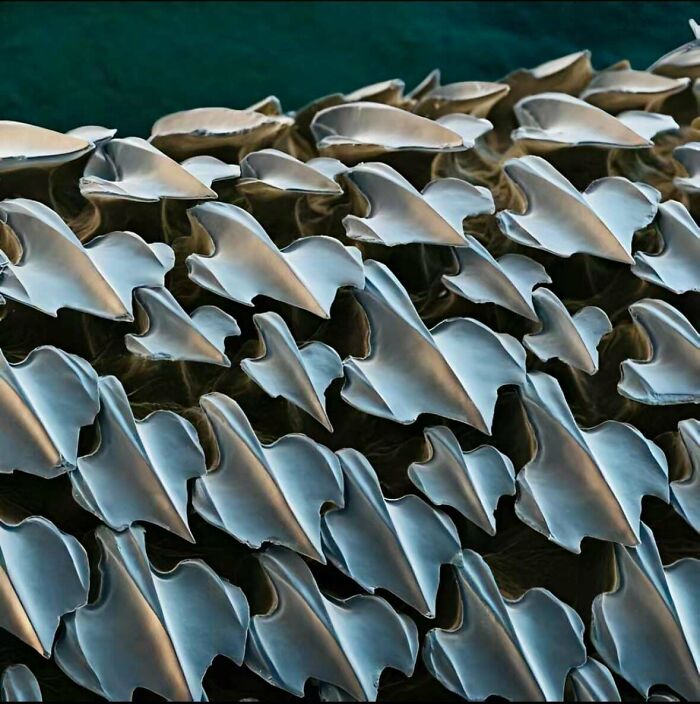Shark Skin Up Close Looks Like Armor from a Sci-Fi Movie