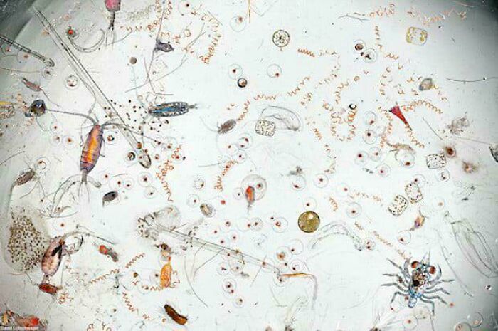 Meet the Tiny Sea Creatures Swimming in Just a Drop of Seawater